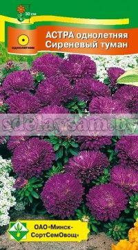 Астра Карликовая Сиреневый туман