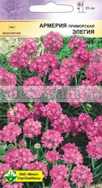 Армерия приморская Элегия