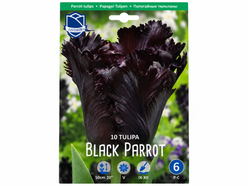 Тюльпаны Black Parrot