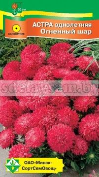 Астра Карликовая Огненный шар