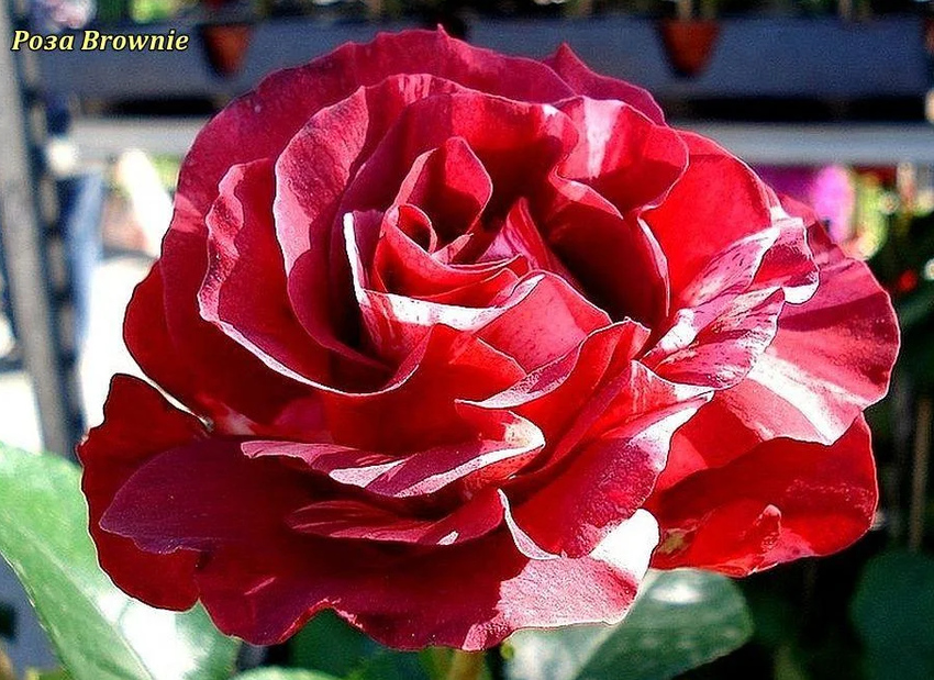 Розы саженцы плетистая Brownie