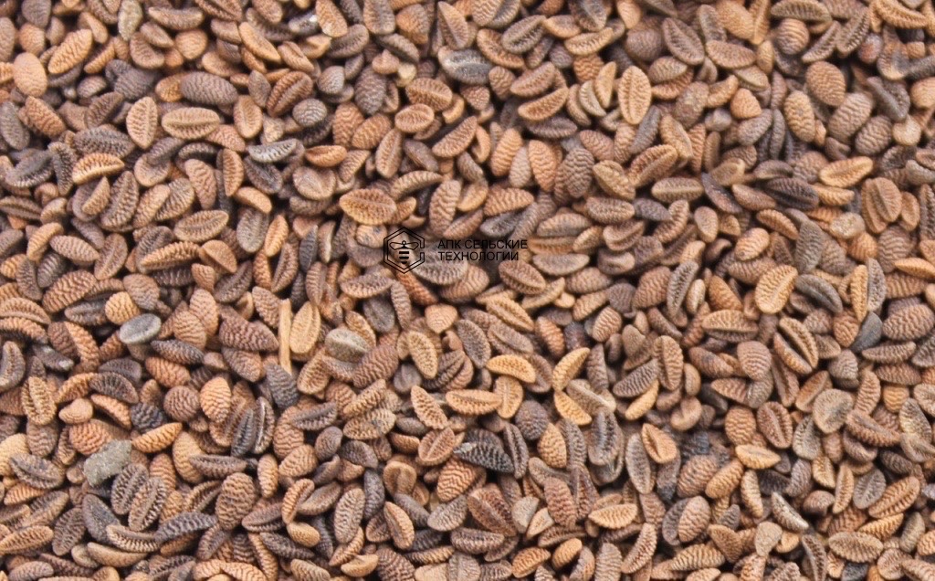 Семена Фацелия (0,2кг)