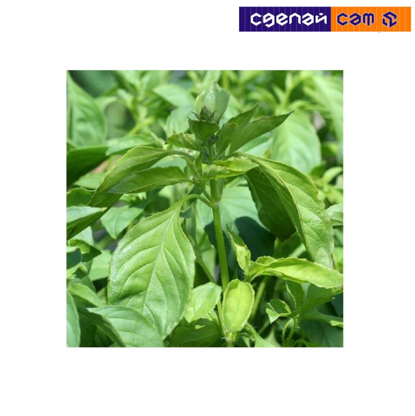 Базилик Лимонный 