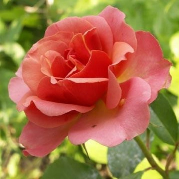Розы саженцы флорибунда Jean Cocteau