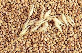 Пшеница озимая   Маркиза 0,5 кг