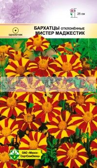 Бархатцы откл Мистер Маджестик
