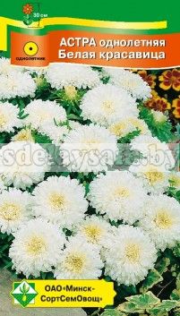 Астра Карликовая Белая красавица