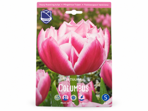 Тюльпан Columbus