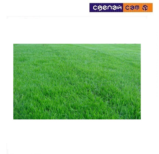 Тимофеевка Луговая Волна (0.4 кг)