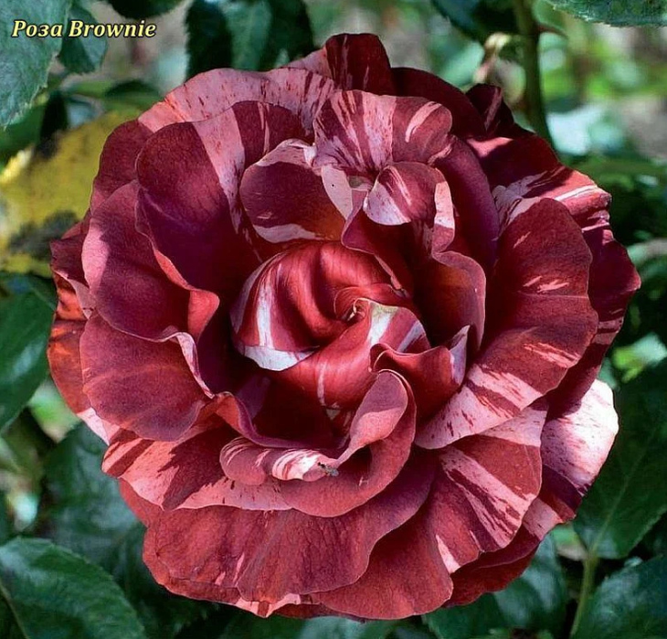 Розы саженцы плетистая Brownie