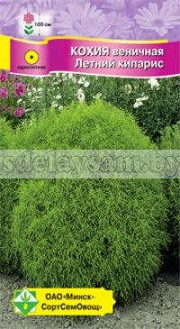 Кохия веничная Летний кипарис
