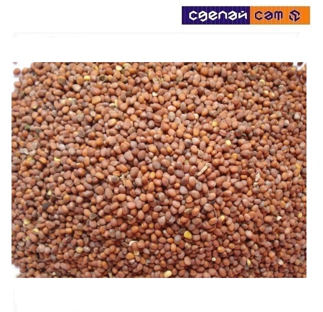 Семена редьки масличной Greenlab (1кг) 