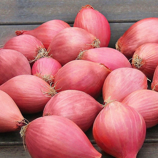 Лук севок кривичский розовый