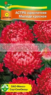 Астра Миледи Красная