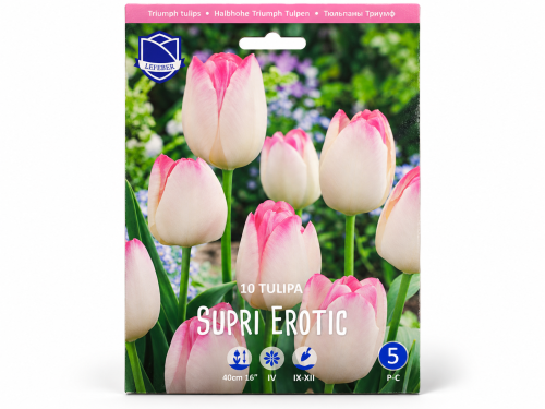 Тюльпан Supri Erotic