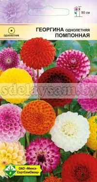 Георгина однолет Помпонная 