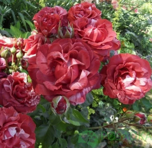 Розы саженцы плетистая Brownie