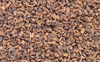 Семена Фацелия (0,2кг)