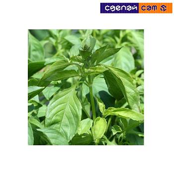 Базилик Лимонный 