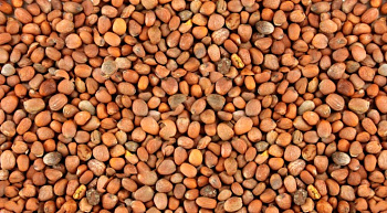 Редька масличная (1 кг)