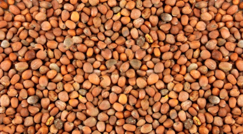 Редька масличная (1 кг)