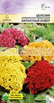 Целозия гребенчатая Бархатный ковер