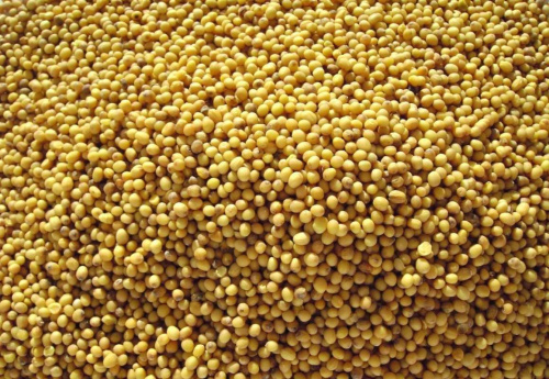 Горчица белая (1кг)