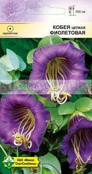 Кобея цепкая Фиолетовая 
