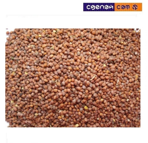 Семена редьки масличной Greenlab (1кг) 