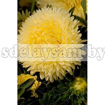 Астра Леди Коралл Золотистая