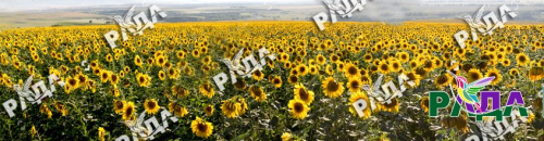 РАДА фотосетка рулонная, рисунок 033, высота 1,58 м